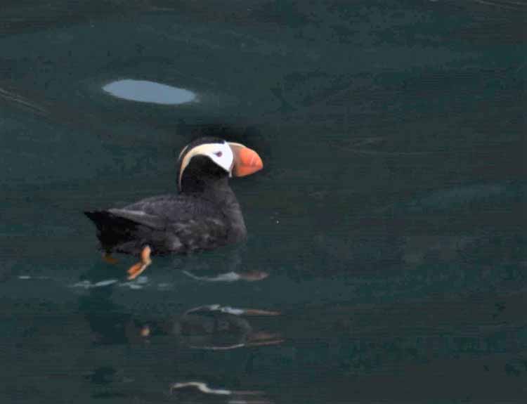 horned puffin